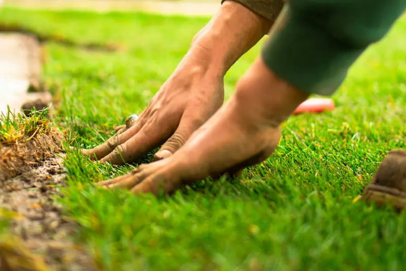 Fresh turf being laid by hand.
